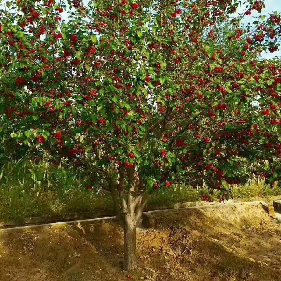 10－12－15公分八棱海棠树价格