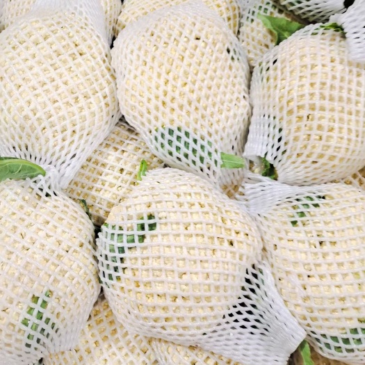滦南县白花菜花  有机花菜 万亩绿色蔬菜种植基地