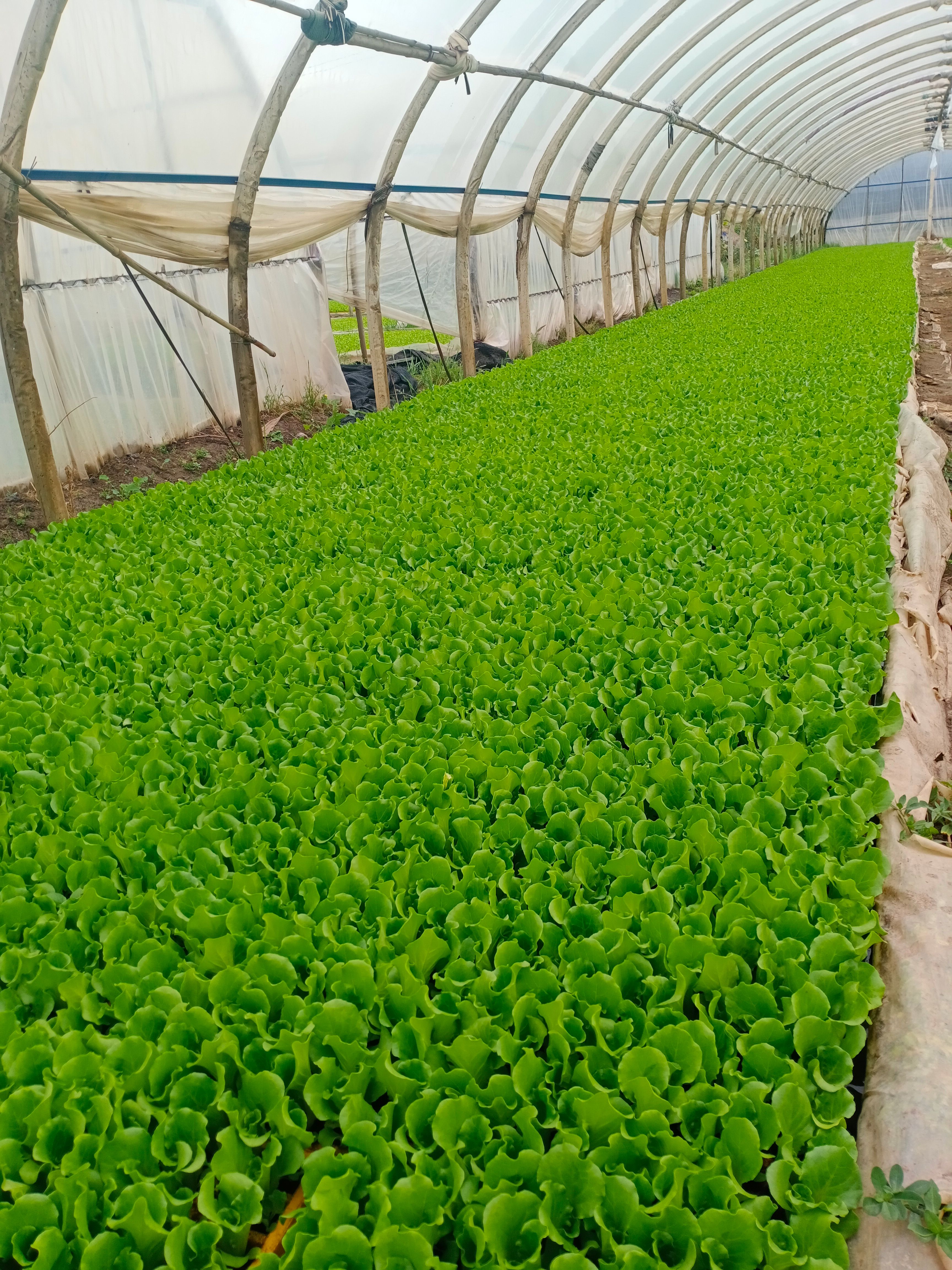 [生菜苗批发]特级意大利生菜苗,基地直供,苗好量大,量大从优价格0.