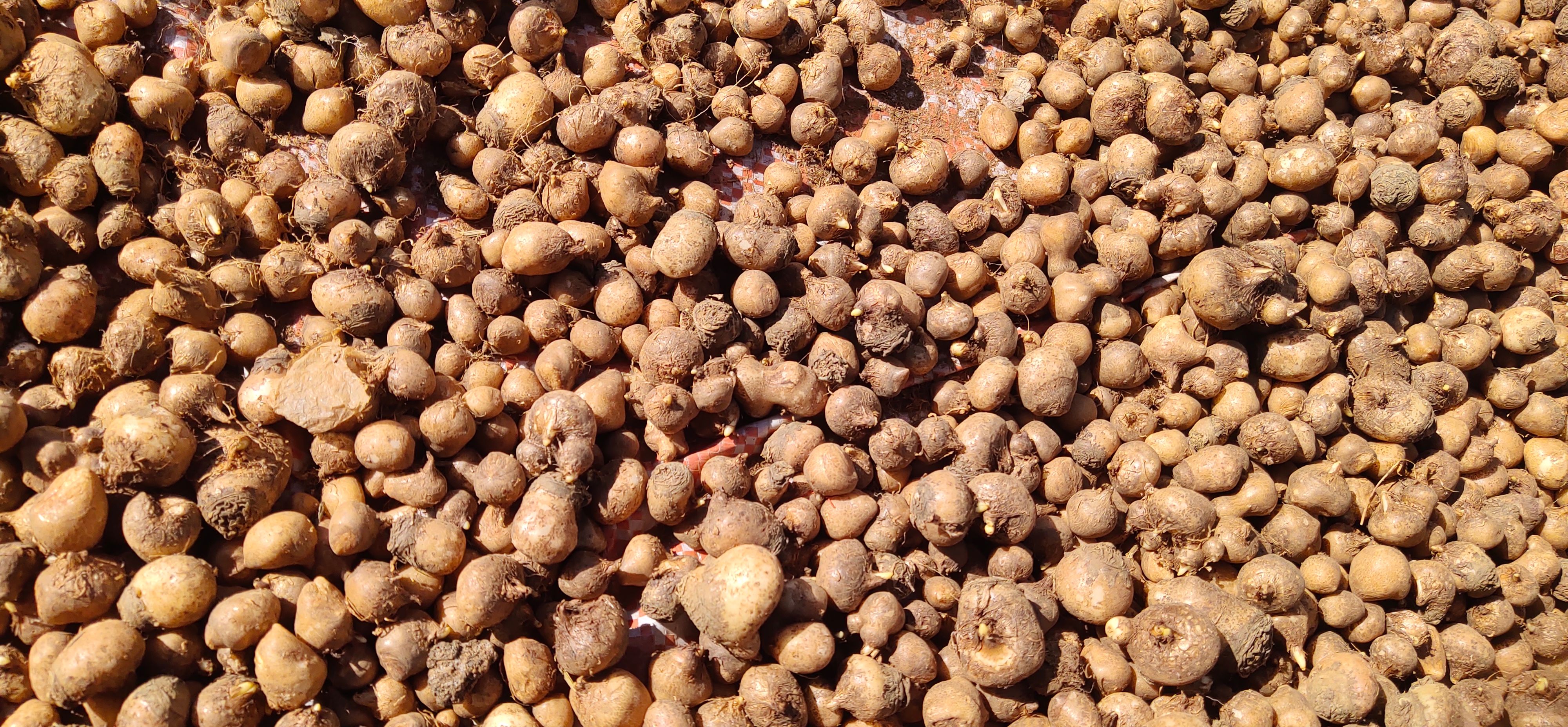 半夏种子  种子虽好，货走不动，需要的老板真的可以订够了。