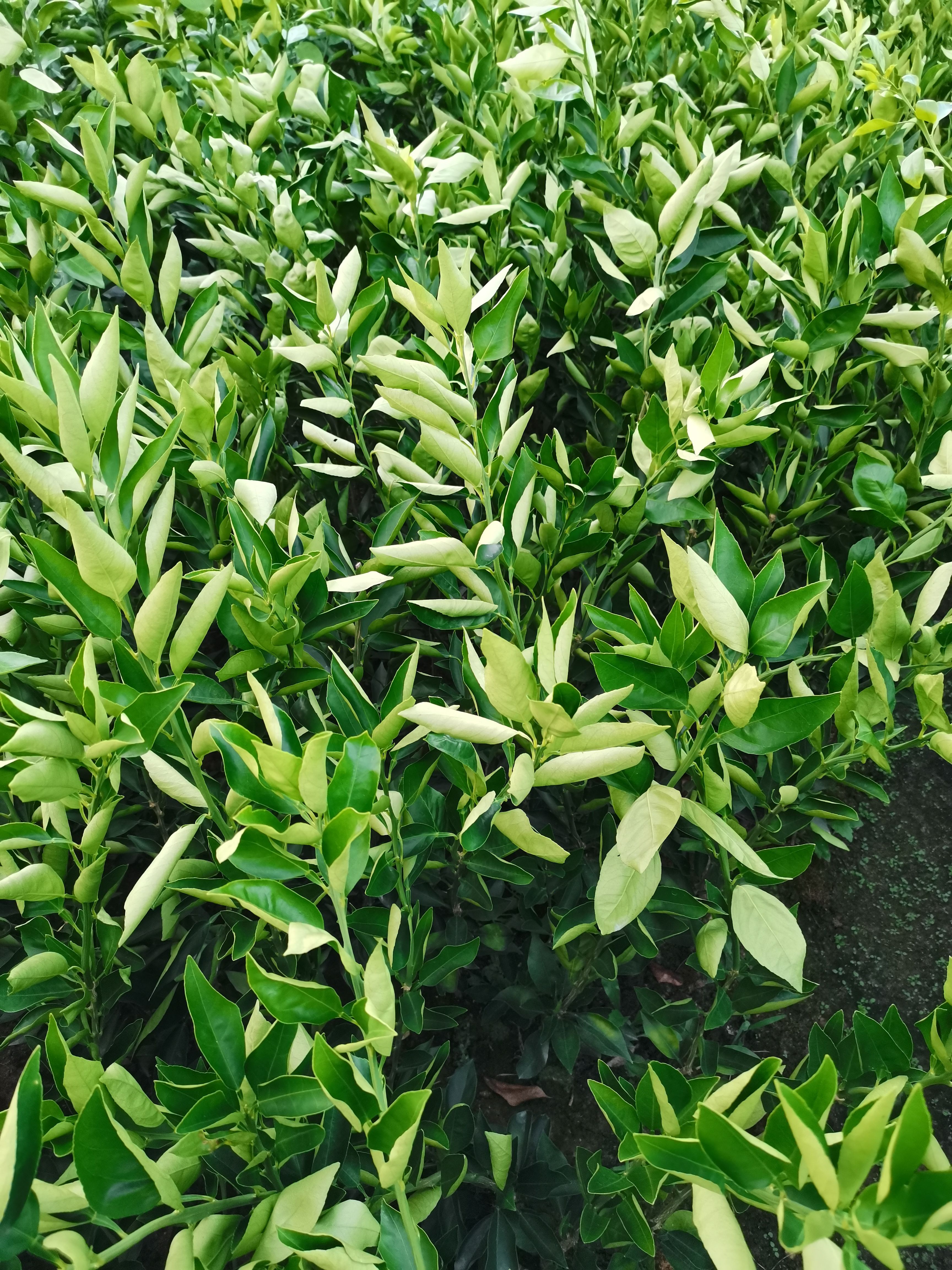 晴姬柑桔苗  晴姬成熟于12月上旬 国庆批发