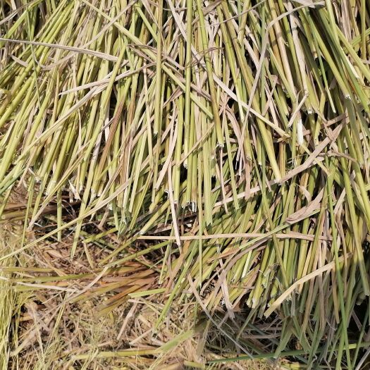 芷江县大量供应长稻草：适合酒厂、草帘厂