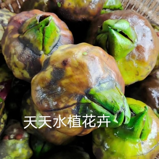 鲜芡实 高产芡实种子芡实苗四季水生植物苏芡种子种植无刺芡实净