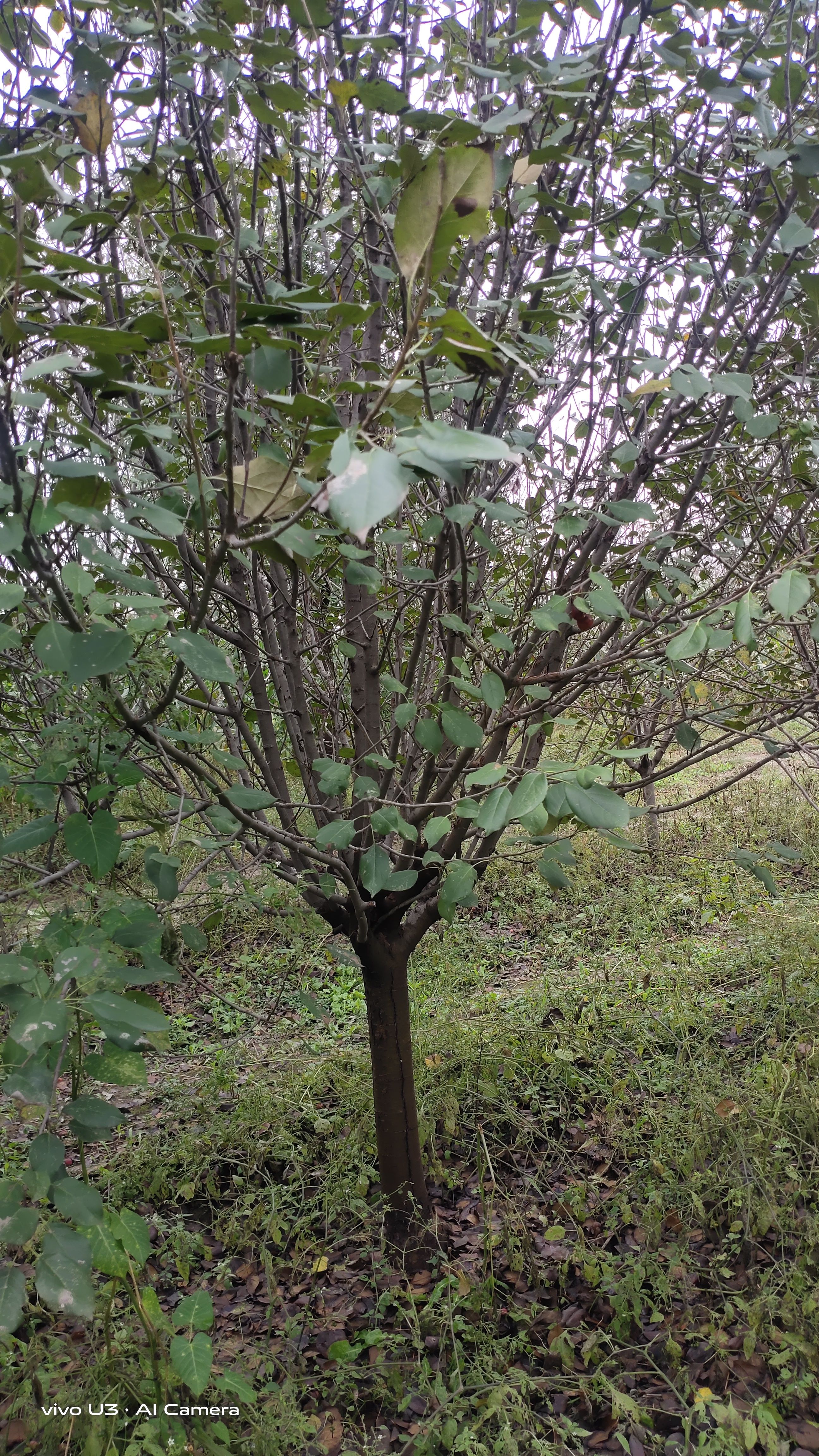 10－12－15公分八棱海棠树价格