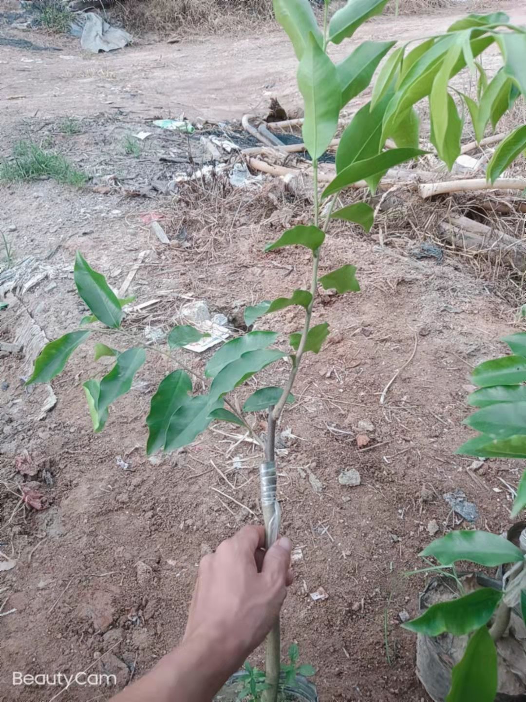 奇楠沉香树 奇楠沉香苗