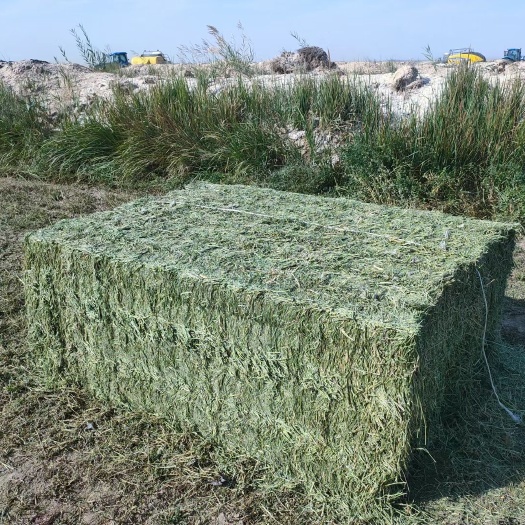 玉门市苜蓿草饲料  甘肃玉门大方捆苜蓿草种植基地 玉门苜蓿草价格便