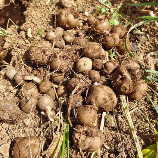 威宁县花魔芋  䕇芋种子，一代种，二代种和商品䕇芋。