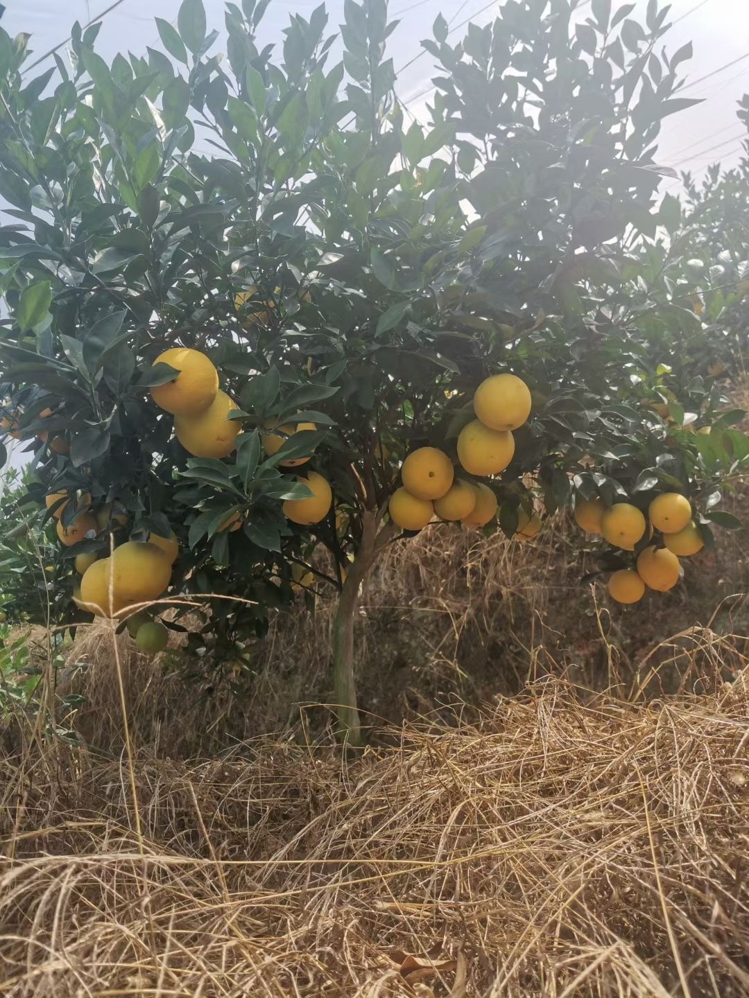 纽荷尔脐橙苗，赣南脐橙苗，3年大苗已挂果适合盆栽。当年结果。