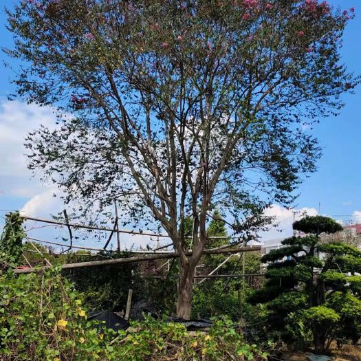 长沙县红花紫薇 原生红花大紫薇，米径29公分，分枝一米二，高七米冠六米