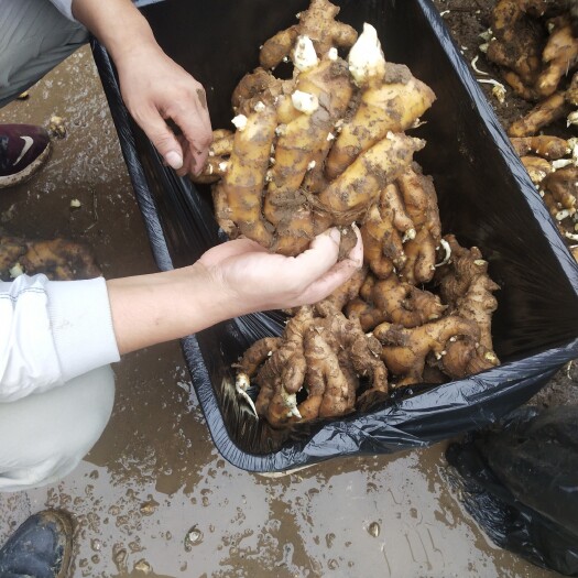 潍坊风姜 生态鲜生