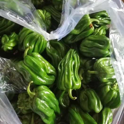 滦南县甜椒  麻辣 圆椒 万亩绿色蔬菜生产基地 暖棚种植