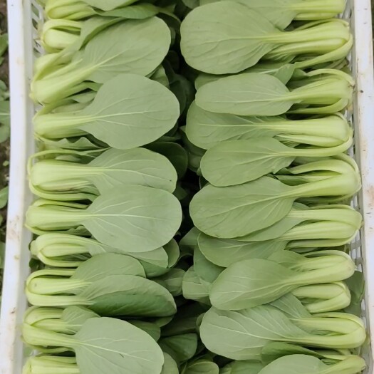 南通精品上海青小白菜