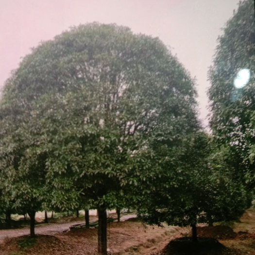 永州 桂花树