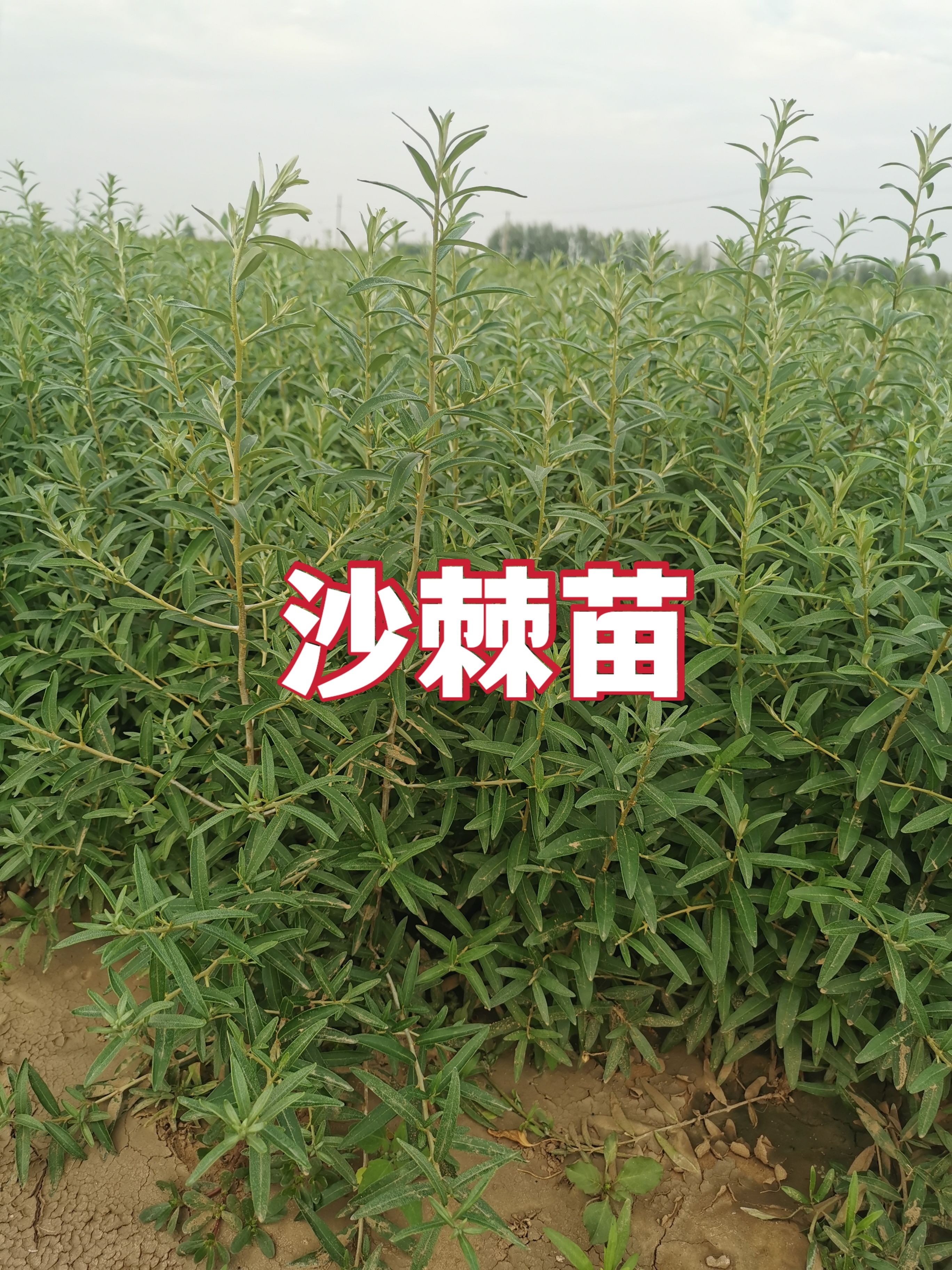 一年生沙棘苗
