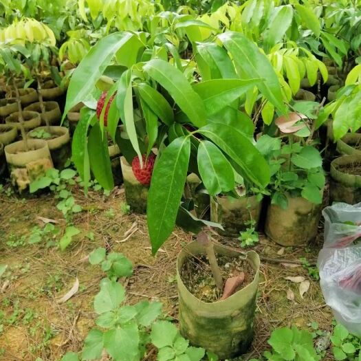 仙进奉荔枝苗
