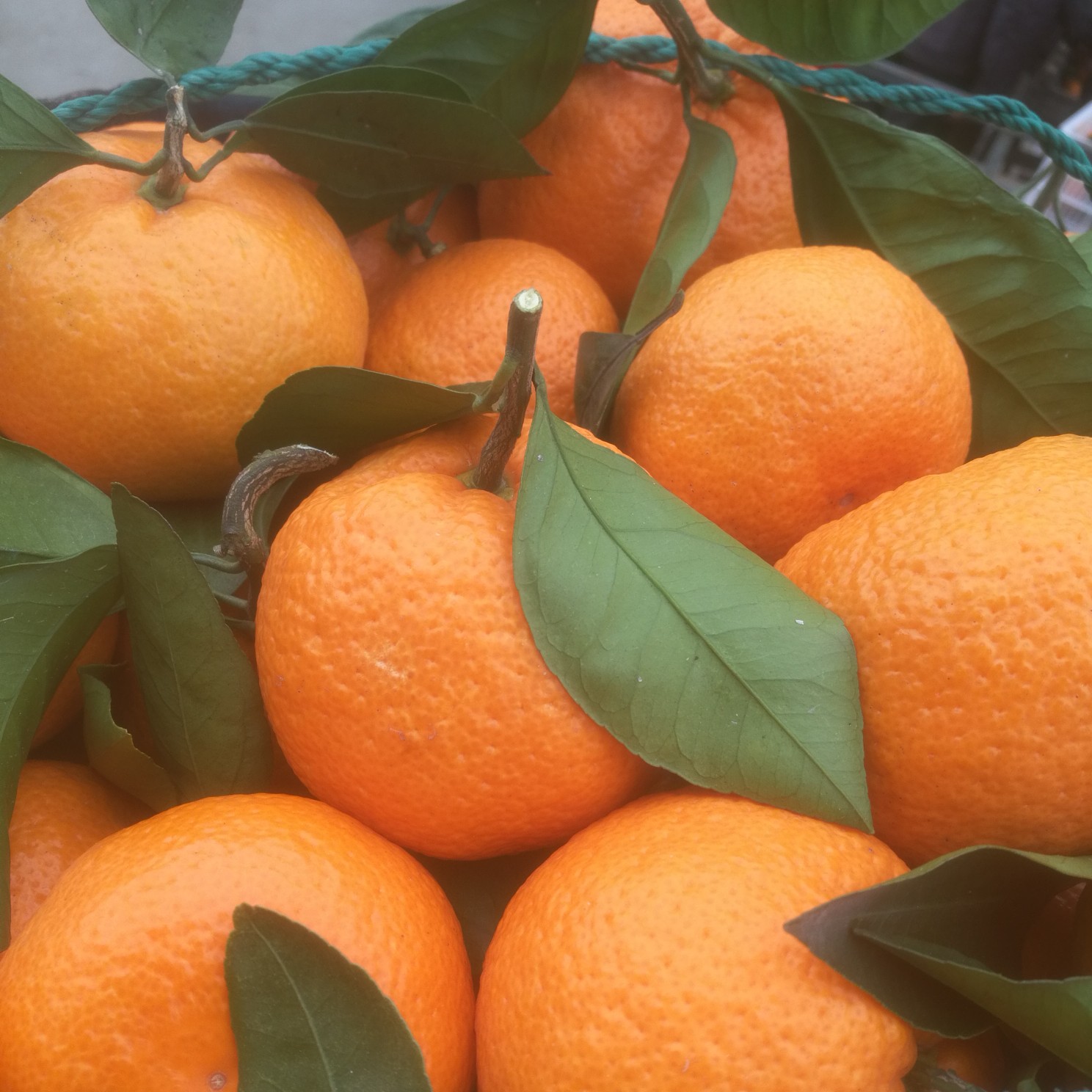 普早熟蜜桔，大炮丑橘，
小红桔