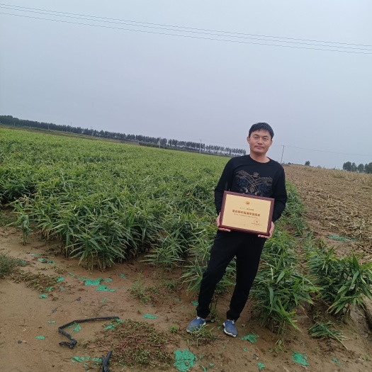 生姜 大黄姜 姜姜姜