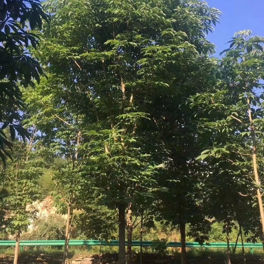南召县七叶树
