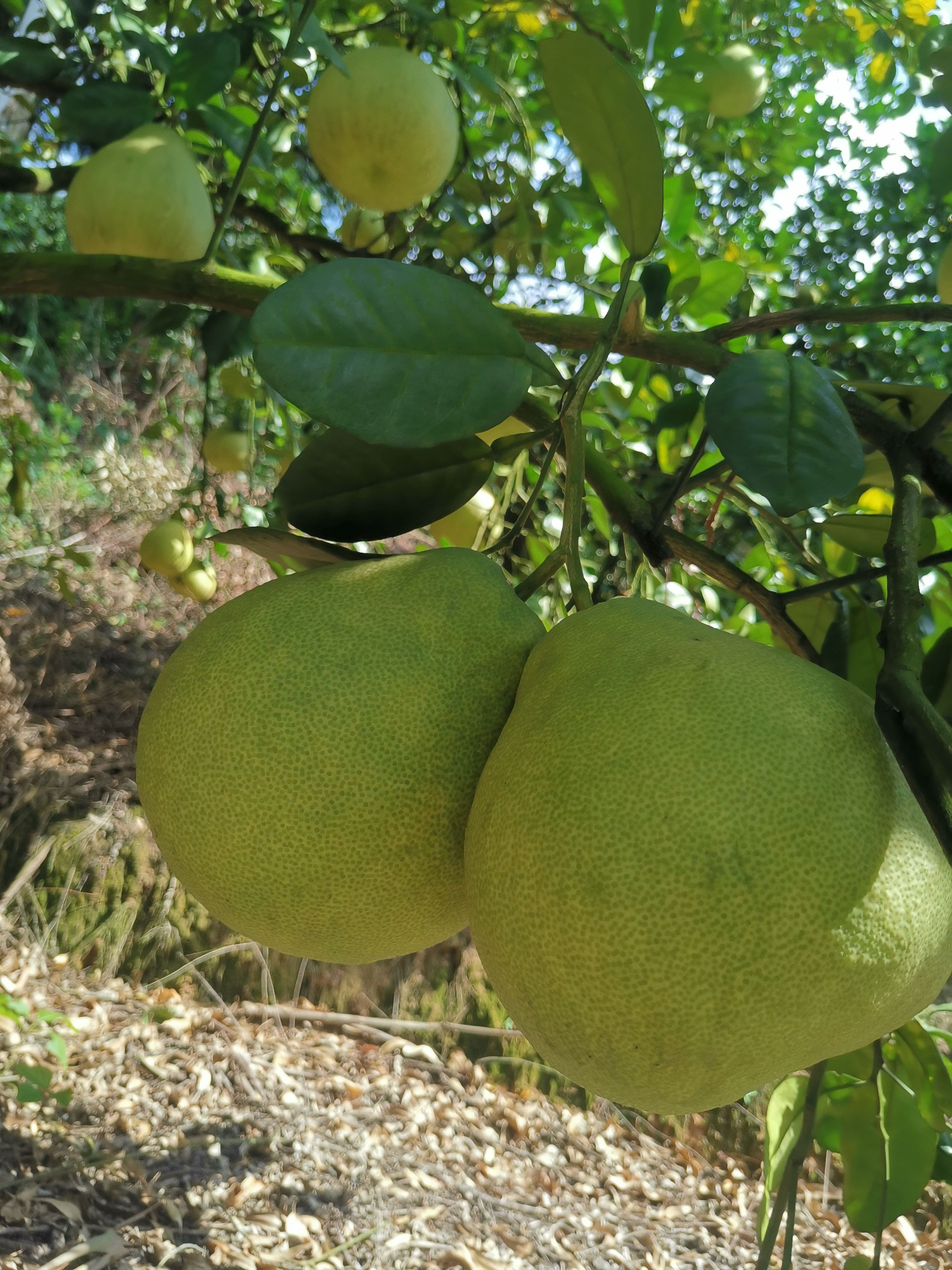  正宗仙游度尾文旦柚子红心蜜柚当季现摘应季时令新鲜水果包邮
