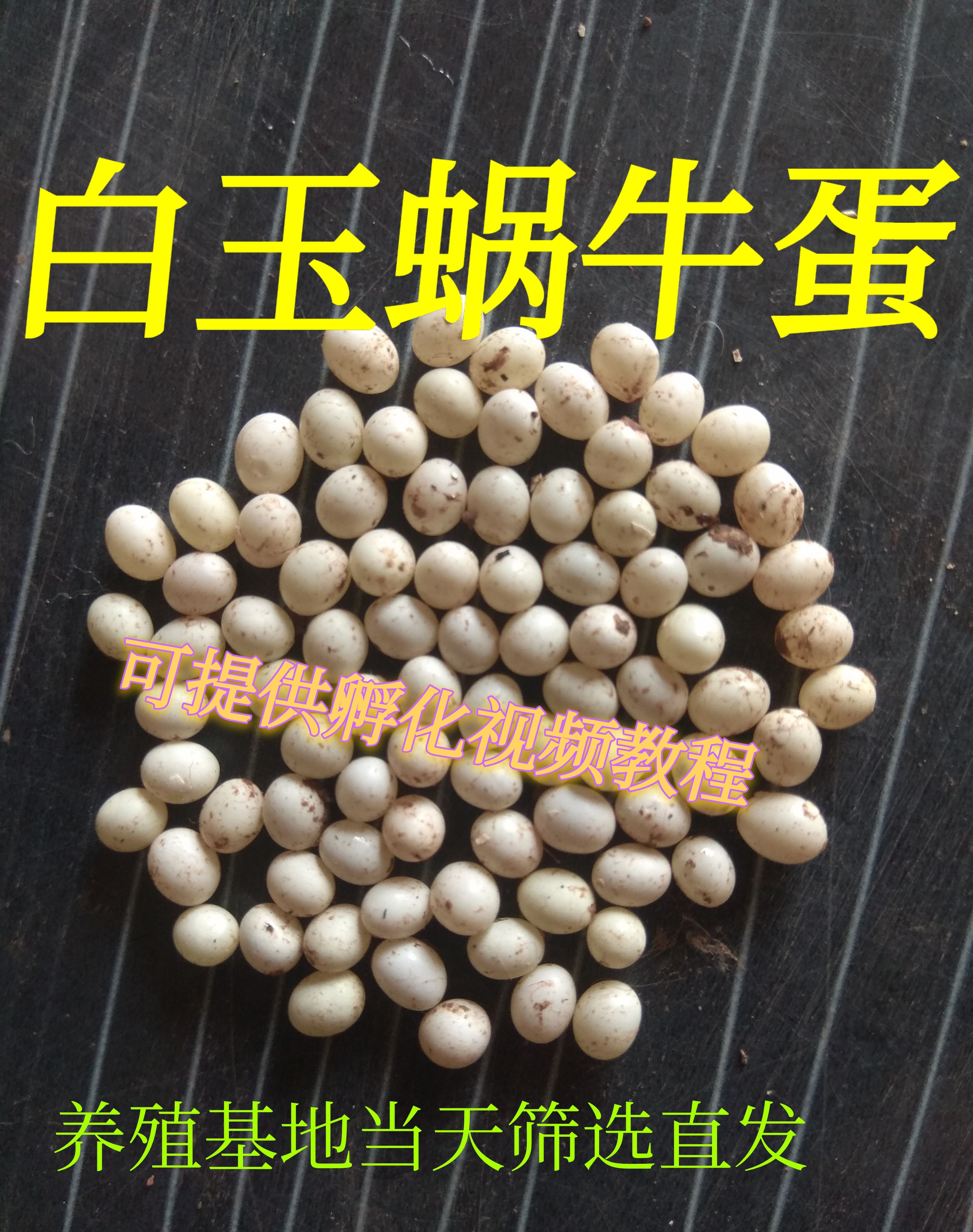 渑池县琥珀  白玉蜗牛卵蜗牛蛋