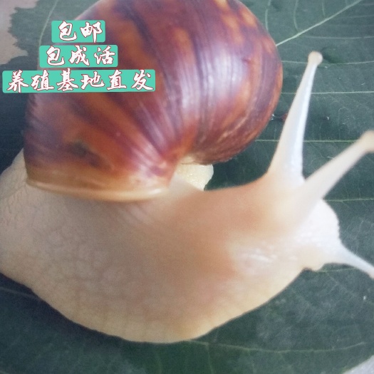 玛瑙蜗牛  白玉蜗牛商品牛种牛养殖场直供