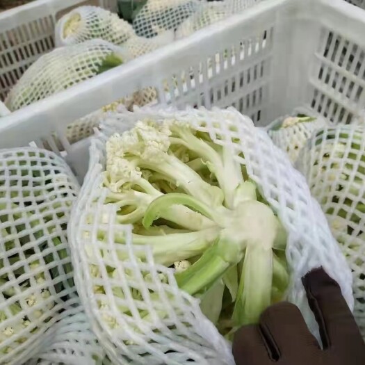 白花菜花  本人自己有基地，大量种植松花菜，欢迎各位老板咨