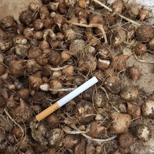 需要半夏种子的，赶紧抓时间了，下半年决定会高的，大量出售货源