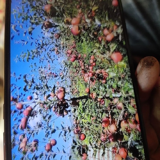 正宗威宁红富士苹果，香脆可可甜而不腻，已属于脆心苹果。