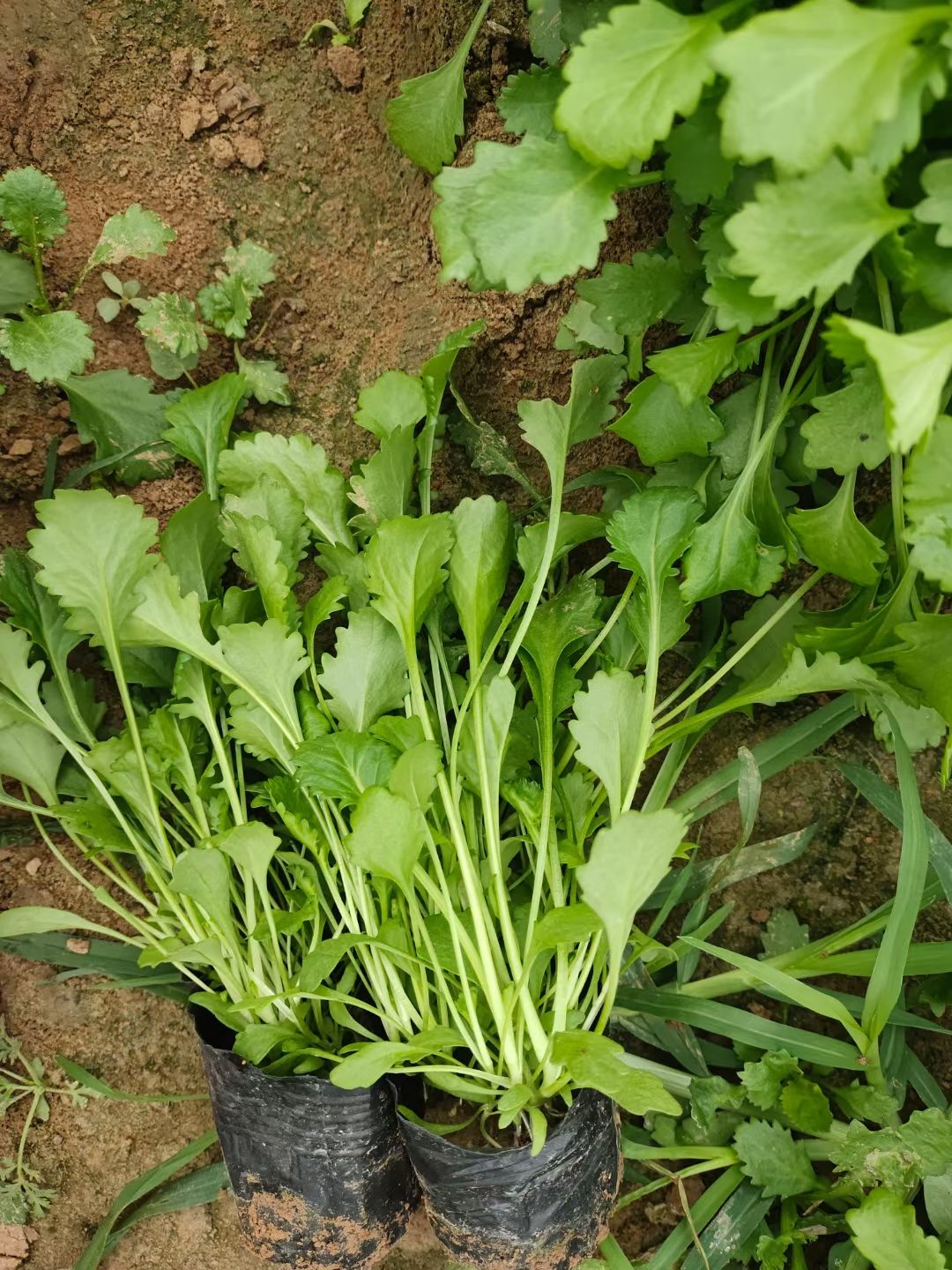 大滨菊 宿根花卉 草花基地供应大滨菊