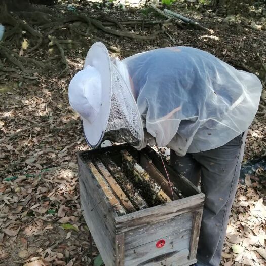 广州蜂蜜正宗深山土蜂蜜自己养的蜜蜂一手养蜂人荔枝蜜百花蜜蜜糖