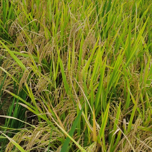 杂交稻 四川省达州市达川区 中稻/一季稻 