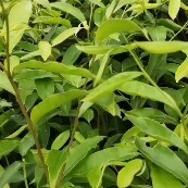 文昌市沉香苗 海南沉香小杯苗