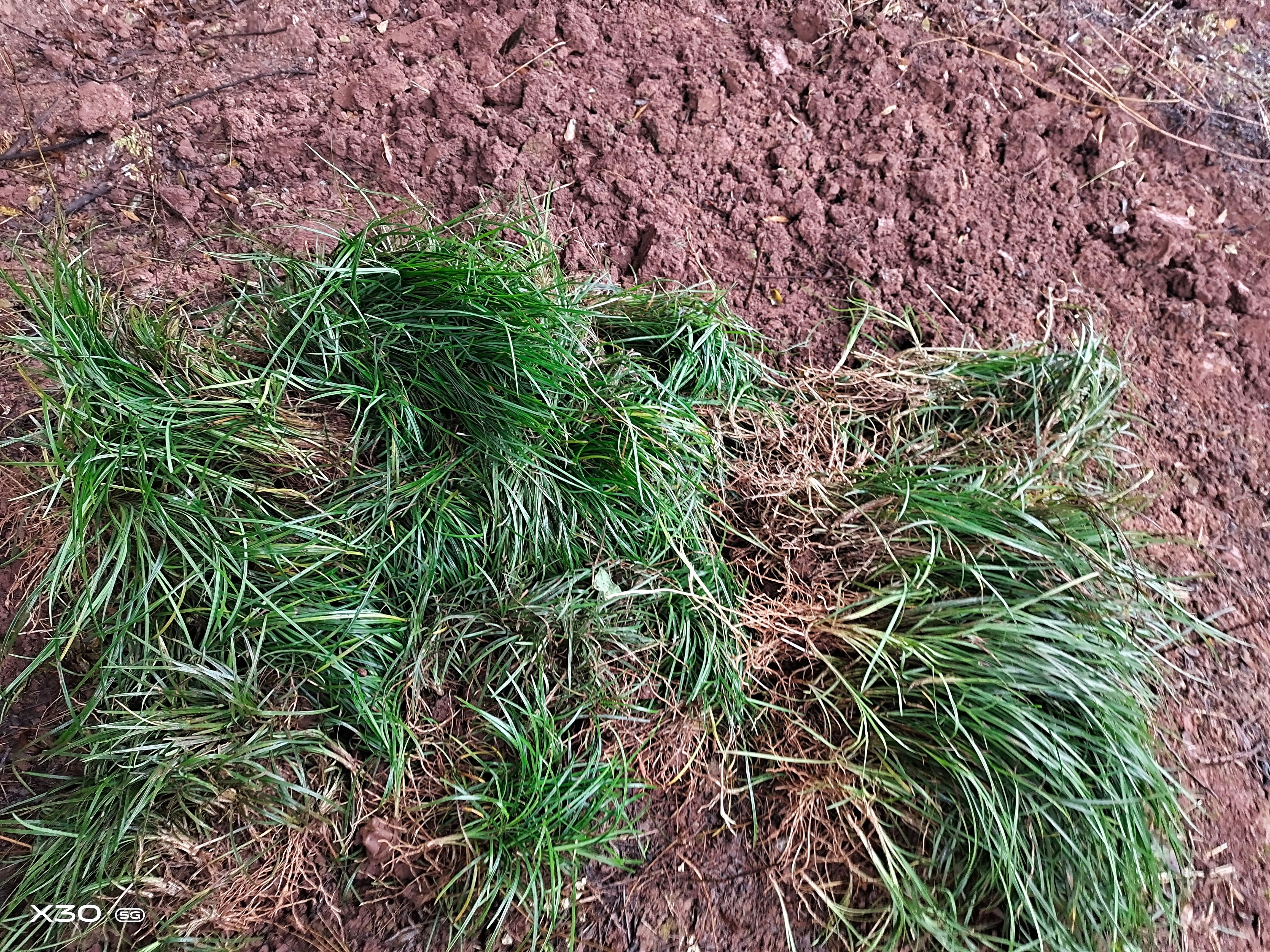 麦冬草  草皮麦冬