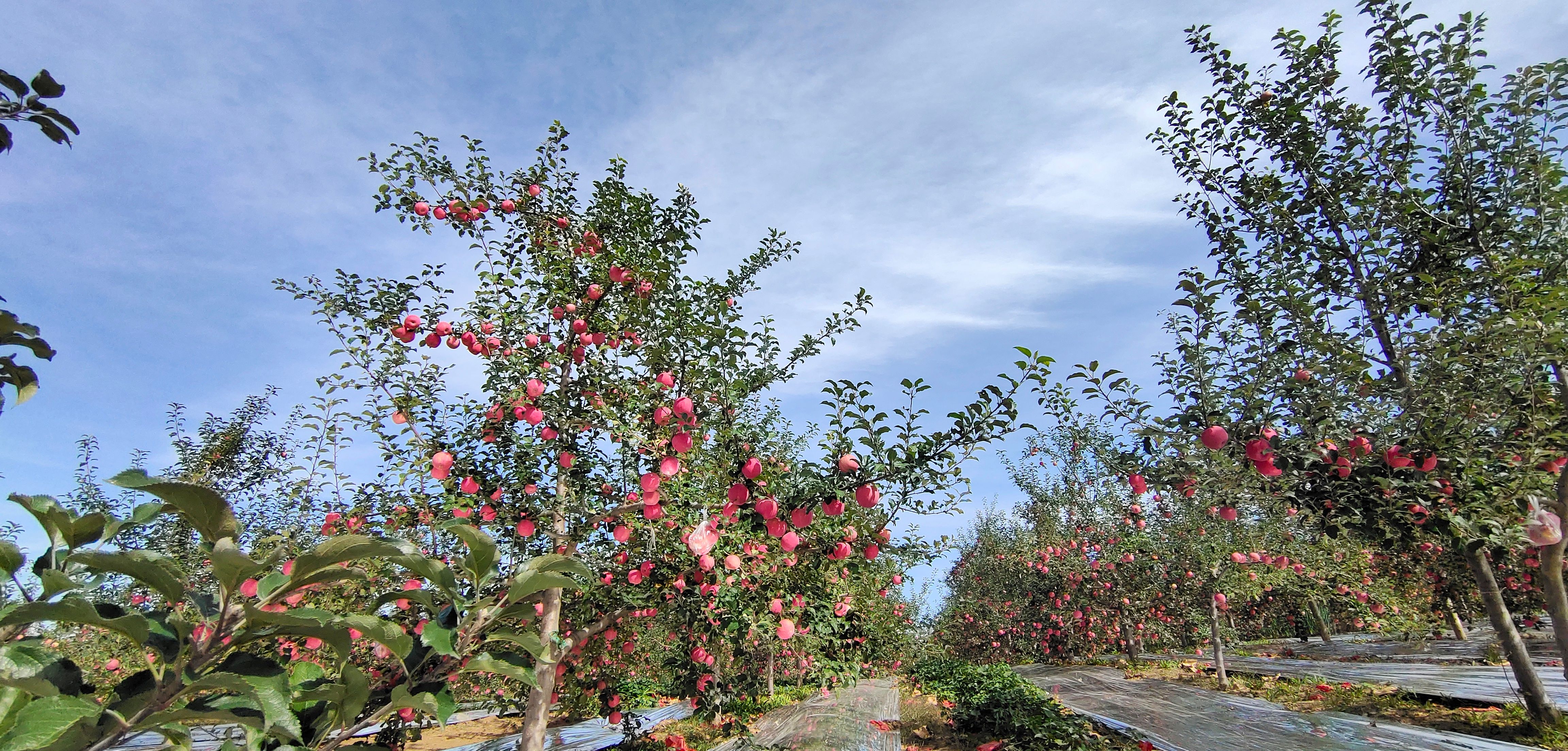 陕西延安高原洛川水晶红富士苹果包邮代发