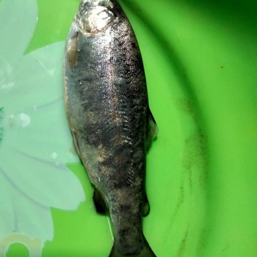 日照 三文鱼鱼苗，