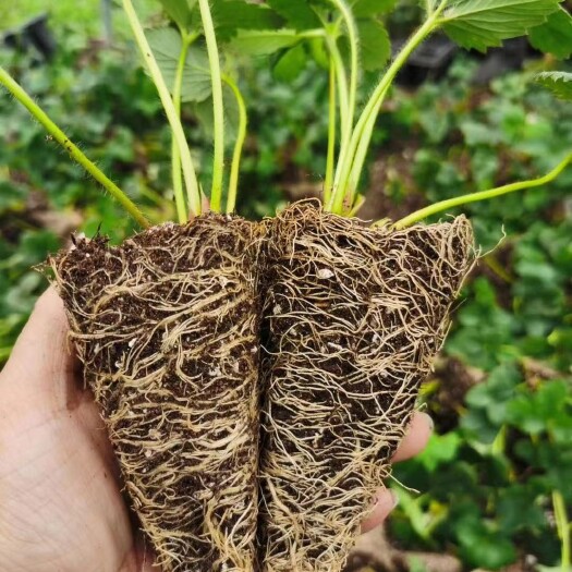 东海县红颜草莓苗  章姬  四季草莓，隋珠，天仙醉，粉玉，蒙特瑞