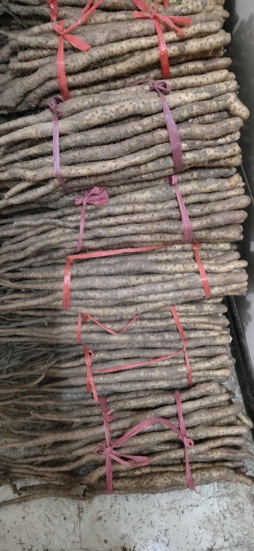 自家种植的温县垆土铁棍山药，