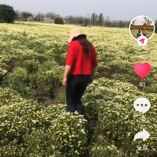 亳州 亳州地产香菊