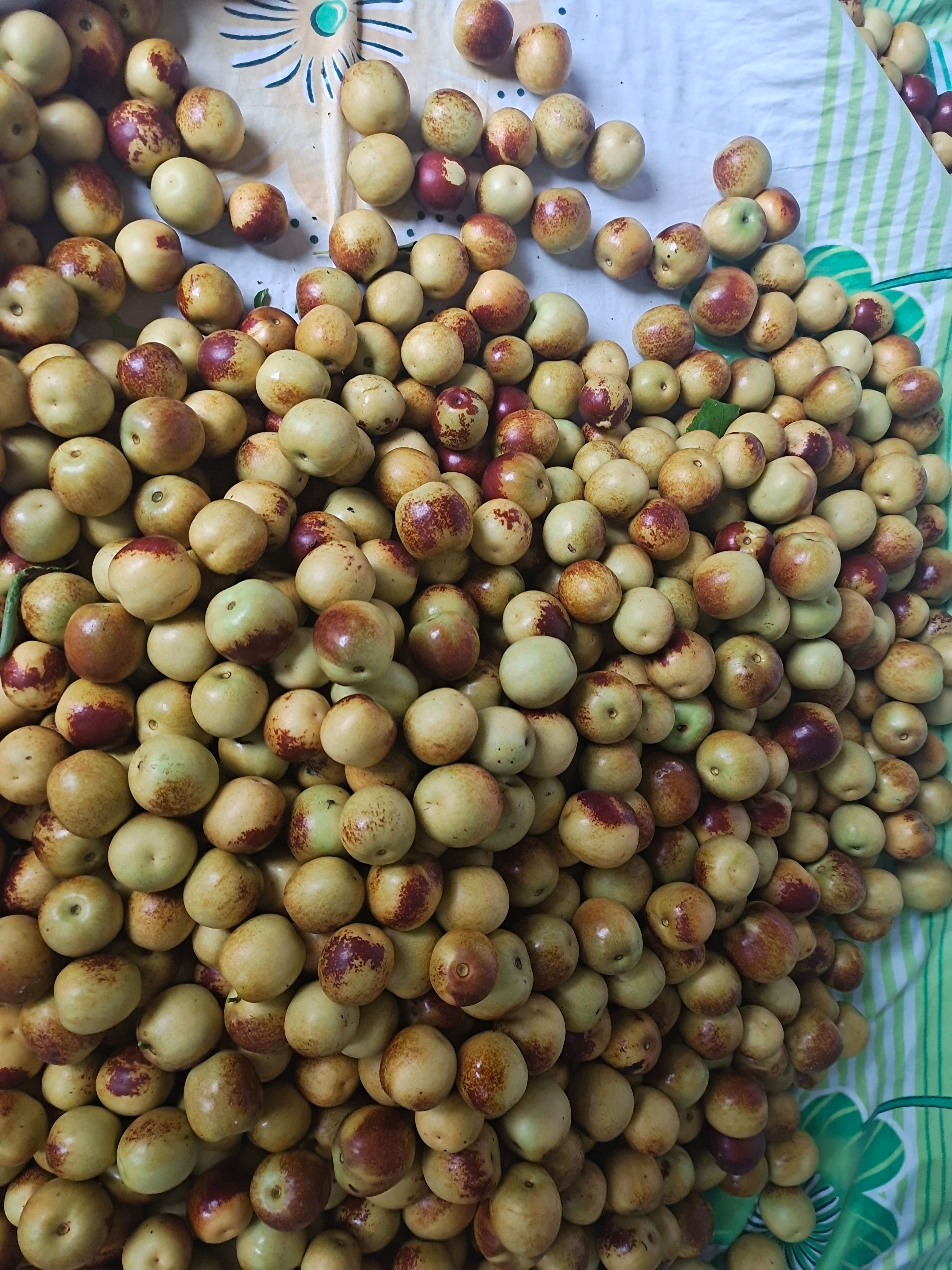 自家种植沾化冬枣，脆甜多汁，皮薄核小，一件包邮代发，诚招电商