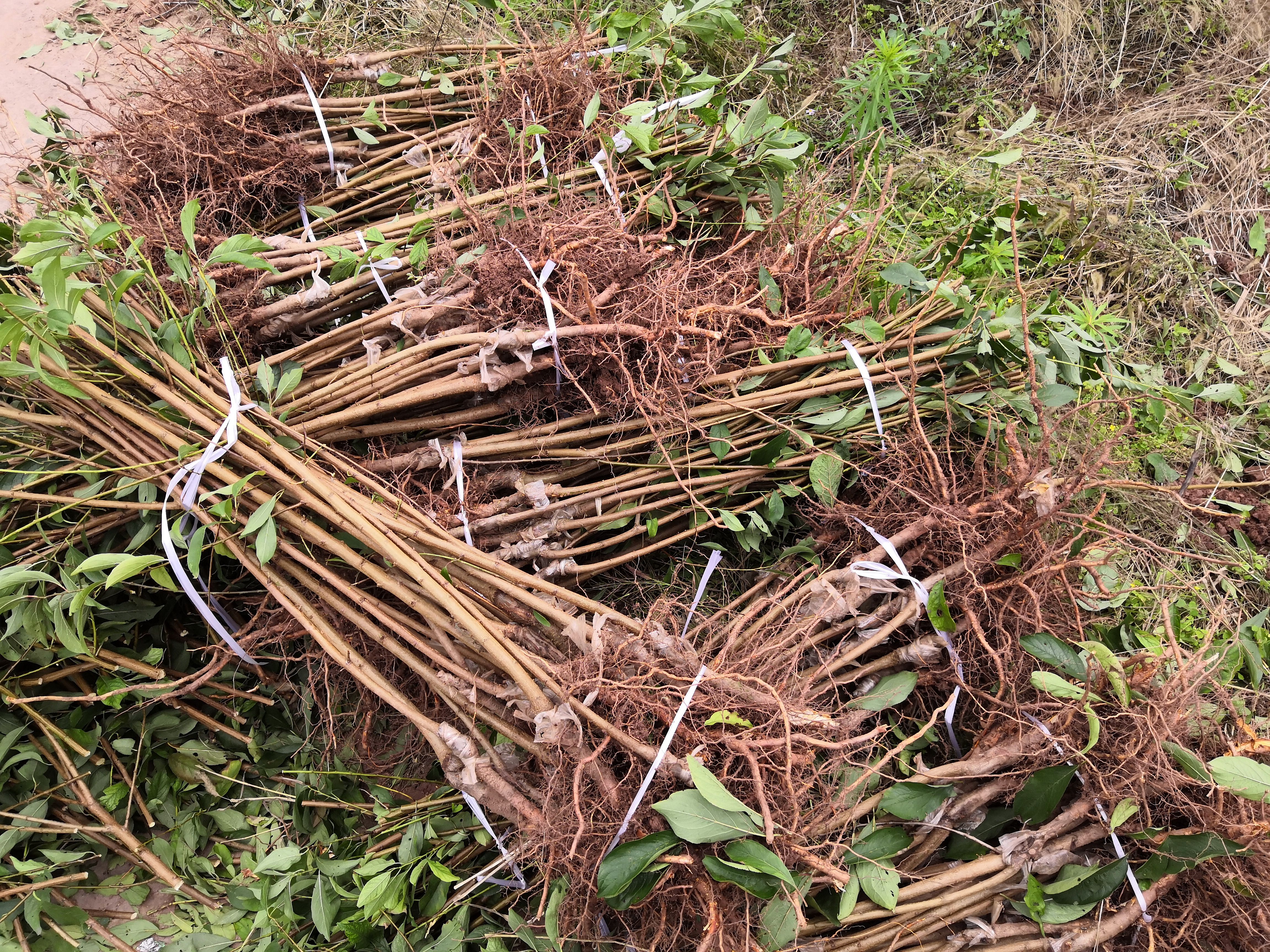 毛桃苗  中华水蜜桃树白凤桃晚熟脆桃苗晚白桃产地直供量大优惠