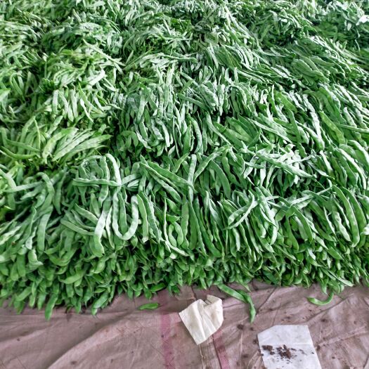 聊城绿扁豆 冷棚扁青，大量上市中，货源充足，持续时间长