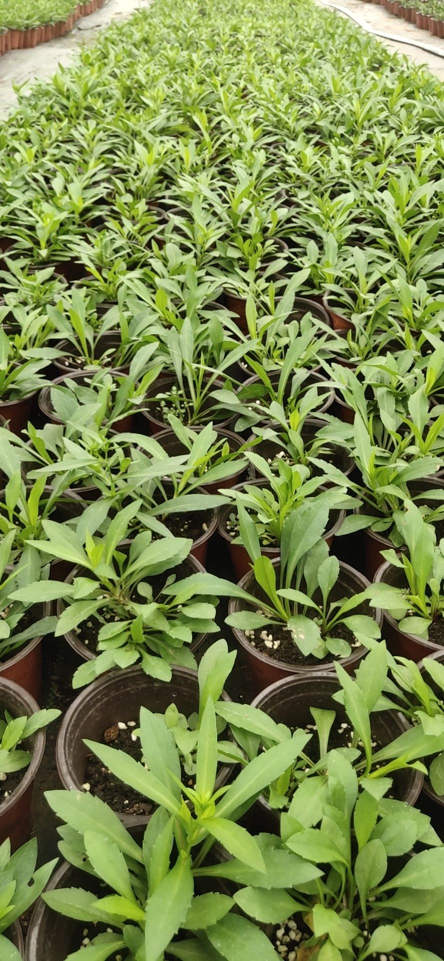  重瓣荷兰菊