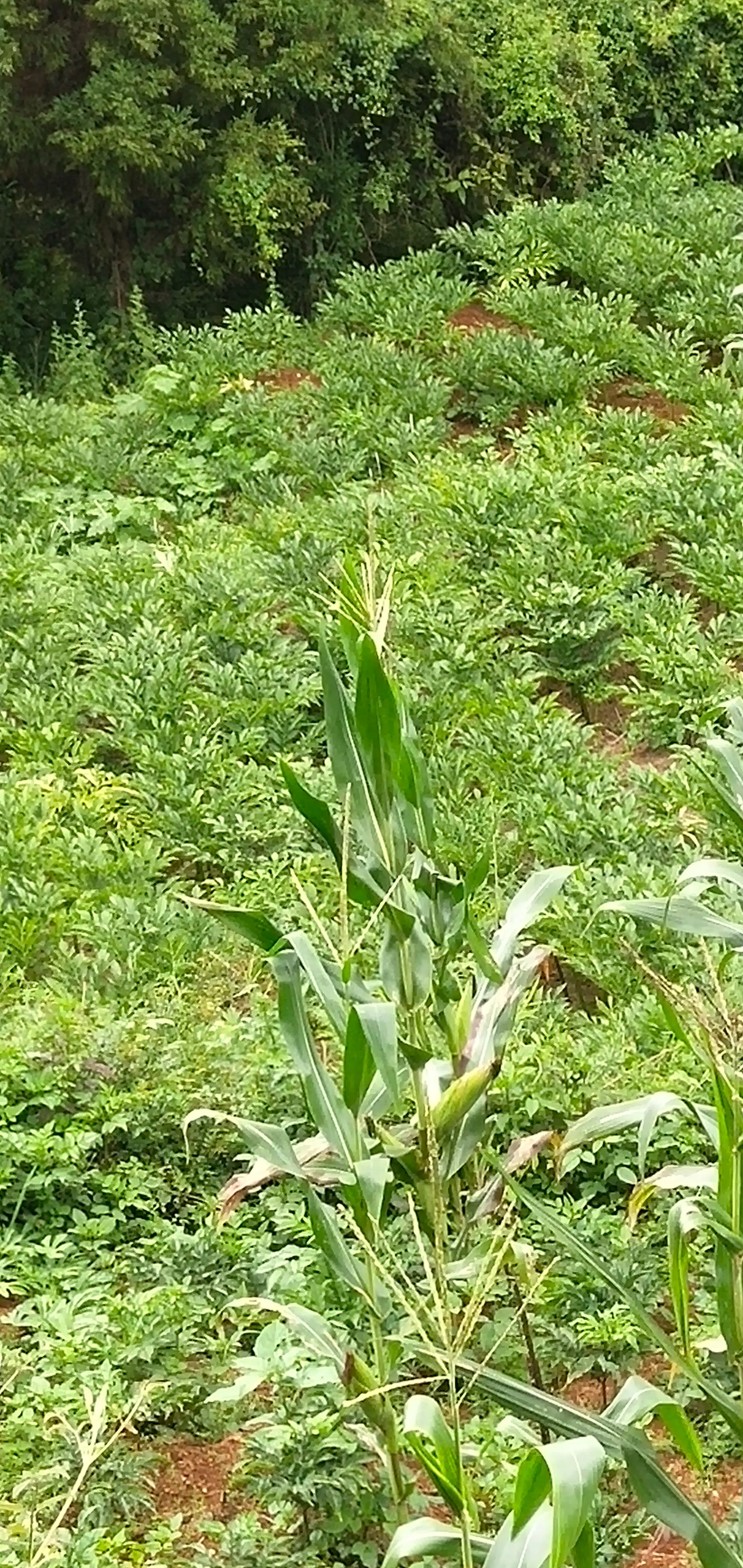 白魔芋一代二代种