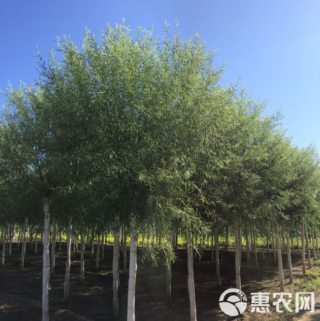  推荐:馒头柳种植商家 8－18公分量大出售 一级！