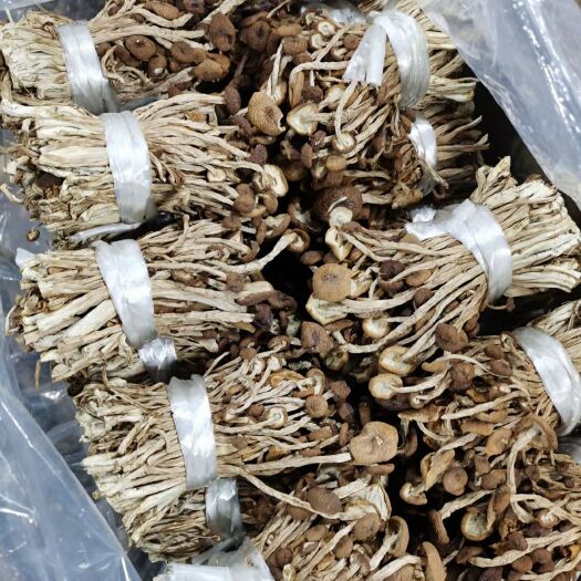 河源广昌3号茶树菇  茶树菇  3号茶树菇 剪头 扎把