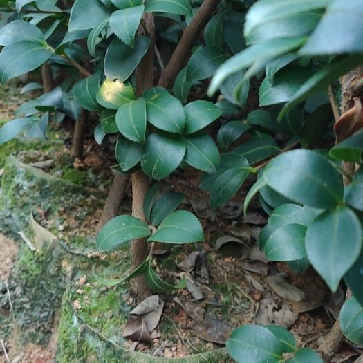 丰城市长林系列四年大杯苗