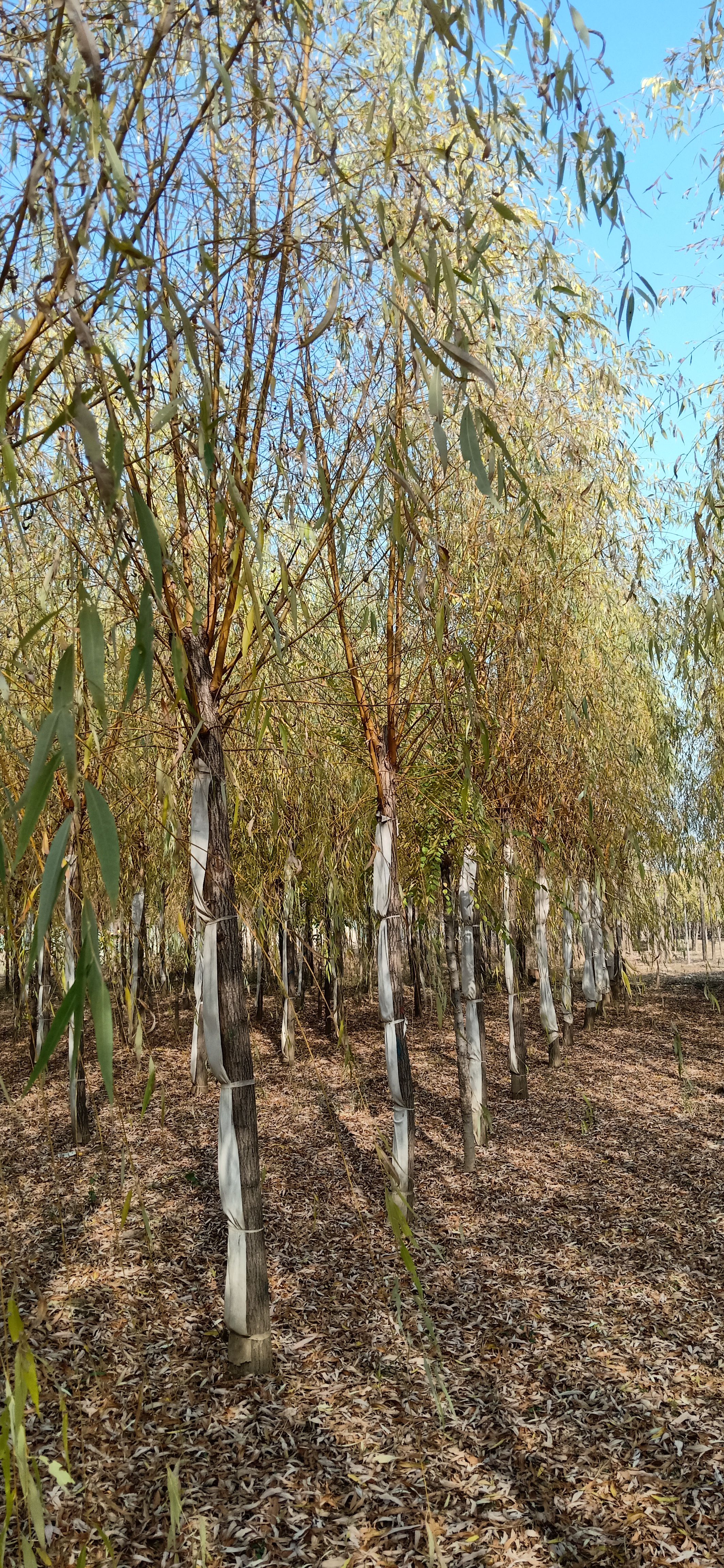 金丝柳  推荐.优质金丝垂柳供货商 8－20公分金丝垂柳 苗圃量大出售