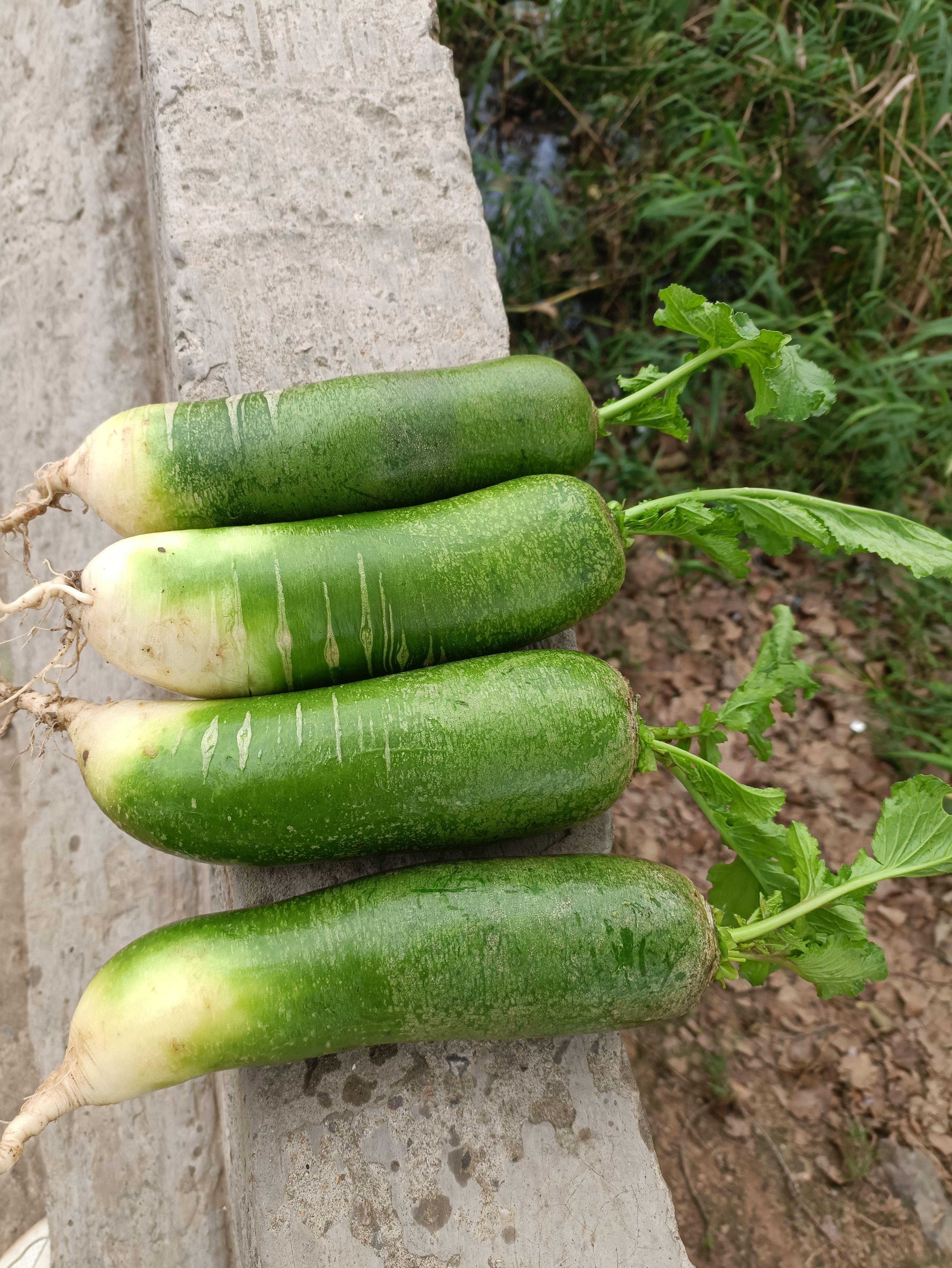 青萝卜 安徽省淮南市凤台县 0.2~1斤