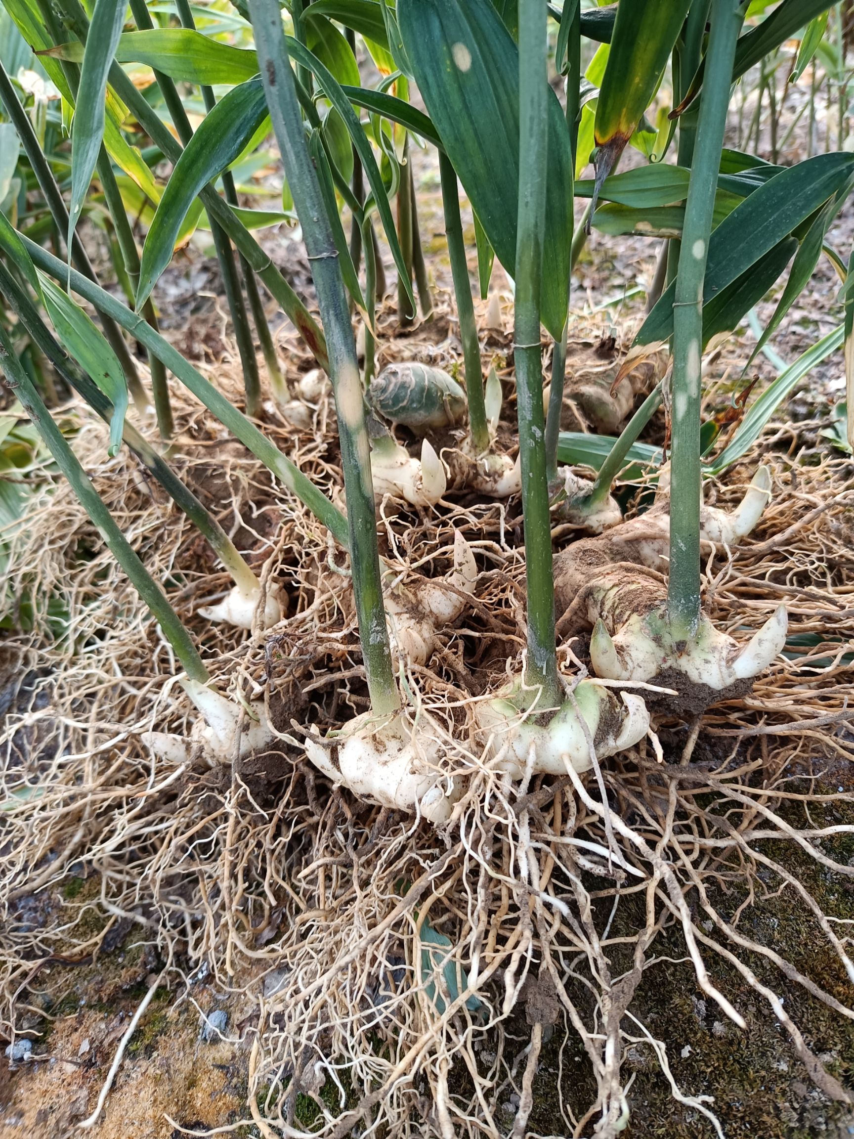 姜形多花多芽甜黄精不倒苗品种，三年块茎带苗销售，基地直供
