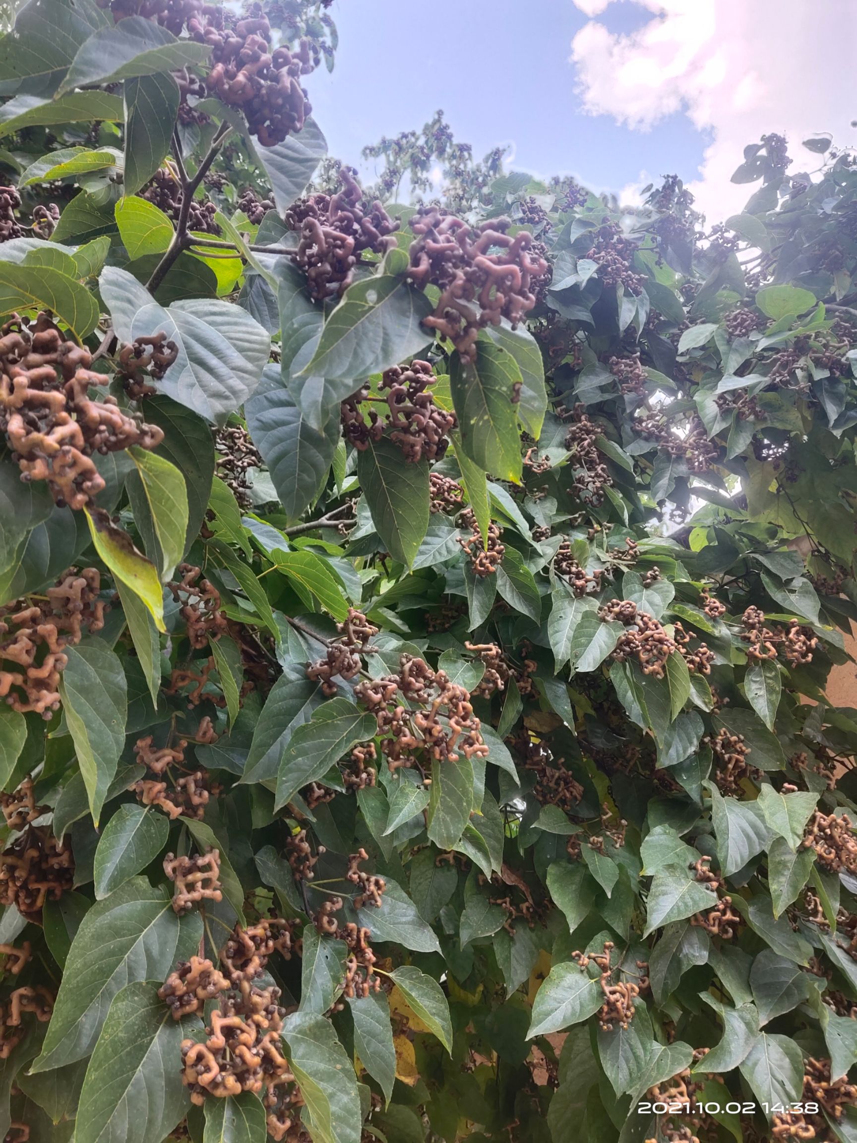 又甜又脆的拐枣,又是风景,又是水果,适会大众口味,大众热爰的水果